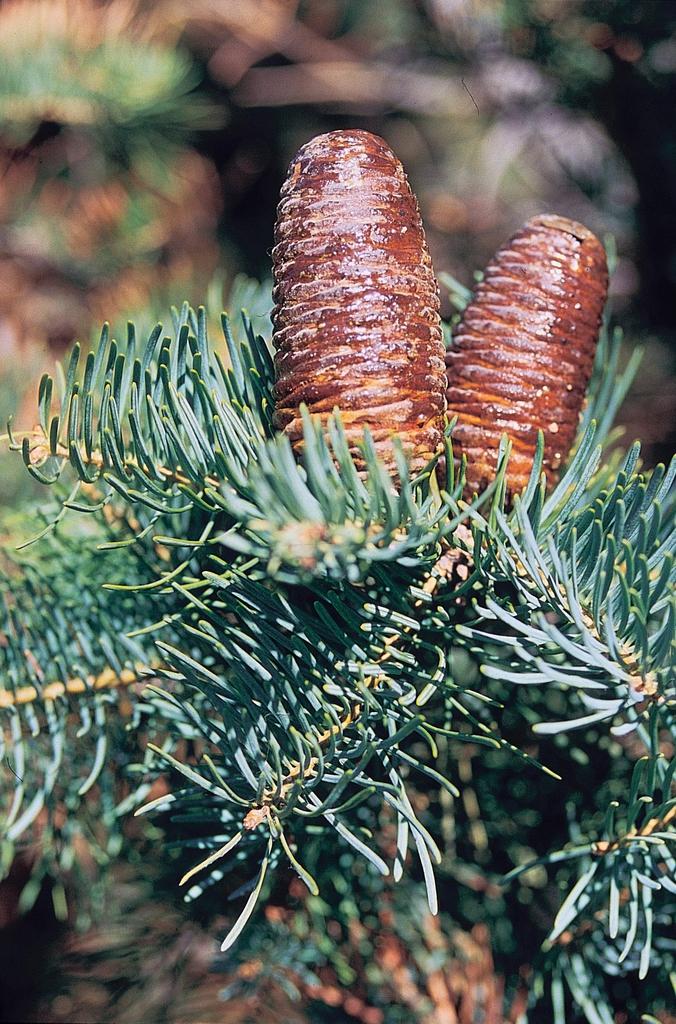Abies Concolor - View 1 from www redcrocus com