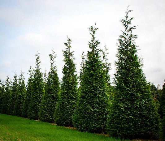 Thuja Plicata Green Giant - View 10 from www redcrocus com