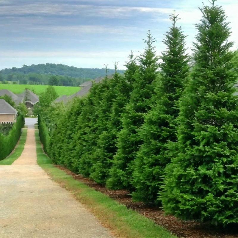 Thuja Plicata Green Giant - View 13 from www redcrocus com