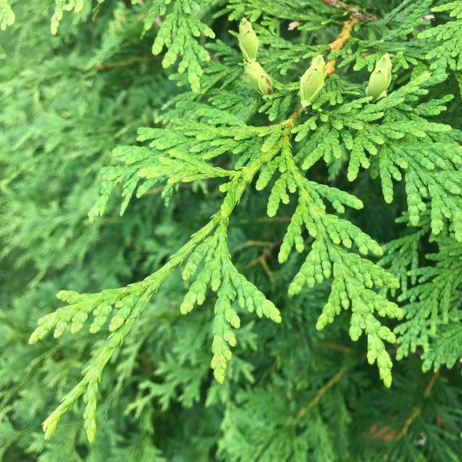Thuja Plicata Green Giant - View 19 from www redcrocus com