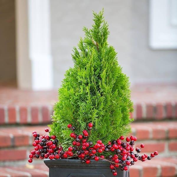Thuja Occidentalis 'emerald Green' - View 19 from www redcrocus com