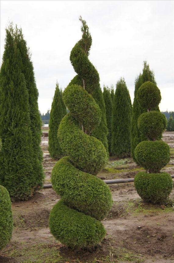 Thuja Occidentalis 'emerald Green' - View 21 from www redcrocus com