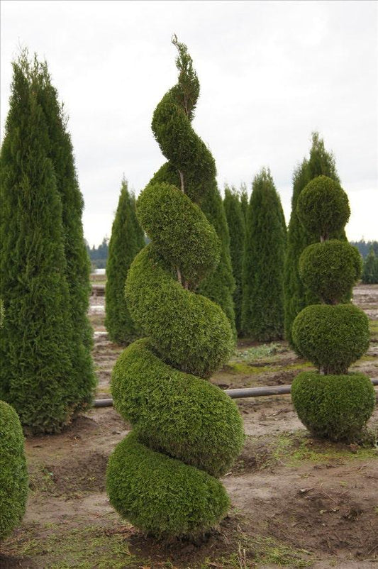 Thuja Occidentalis 'emerald Green' - View 21 from www redcrocus com