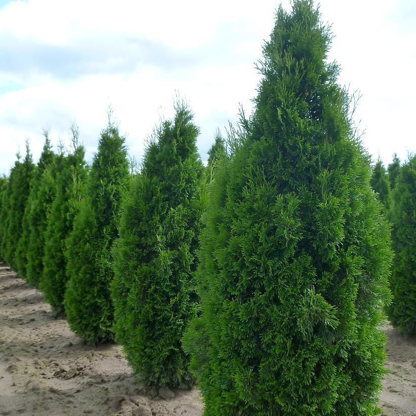 Thuja Occidentalis 'emerald Green' - View 22 from www redcrocus com