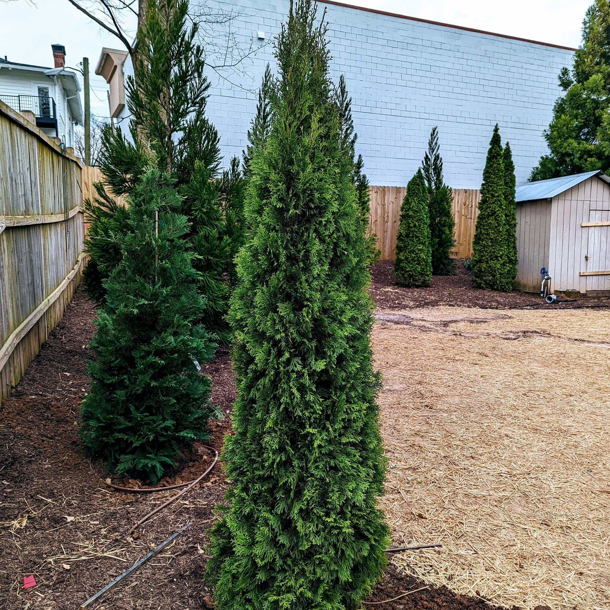 Thuja Occidentalis 'emerald Green' - View 25 from www redcrocus com