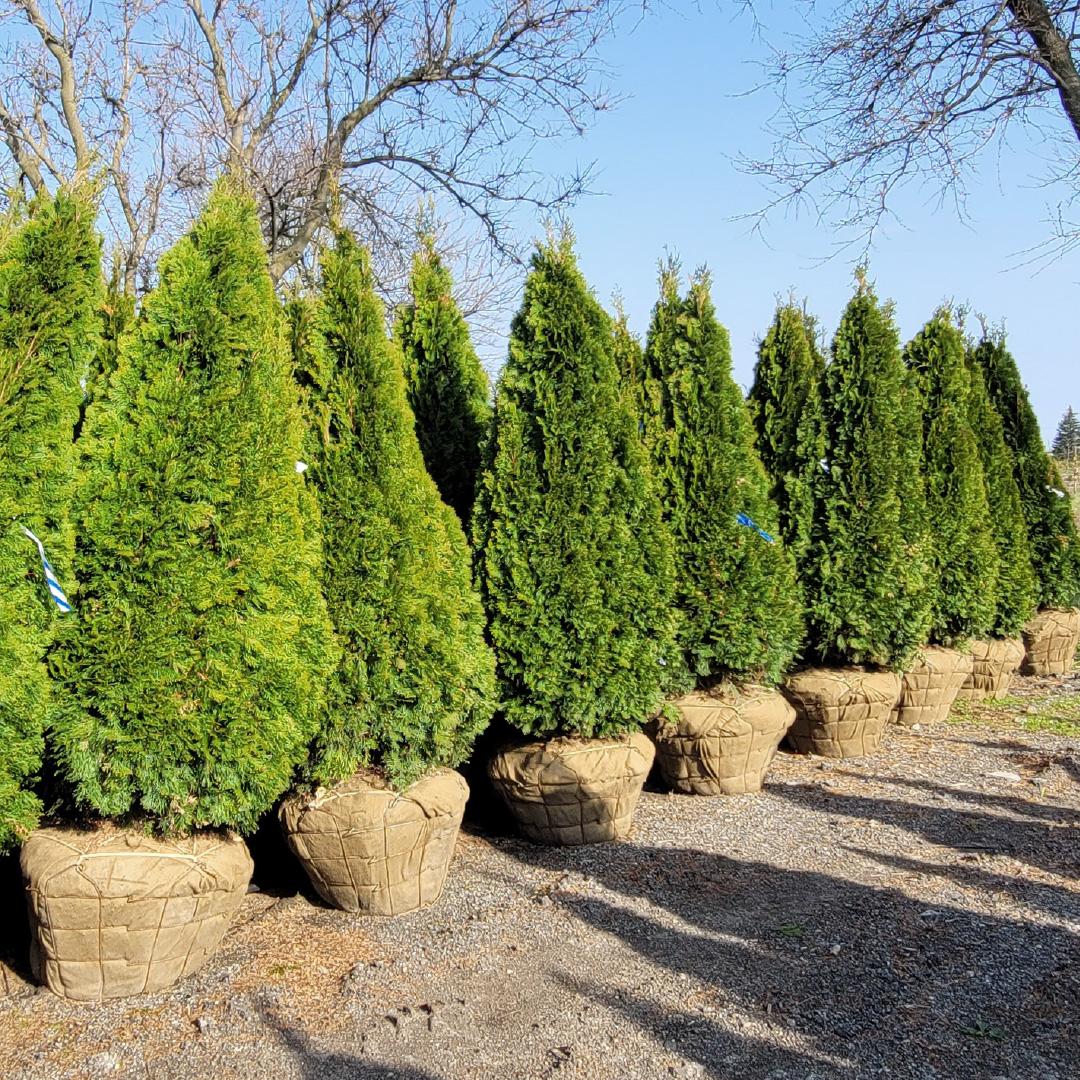 Thuja Occidentalis 'emerald Green' - View 2 from www redcrocus com