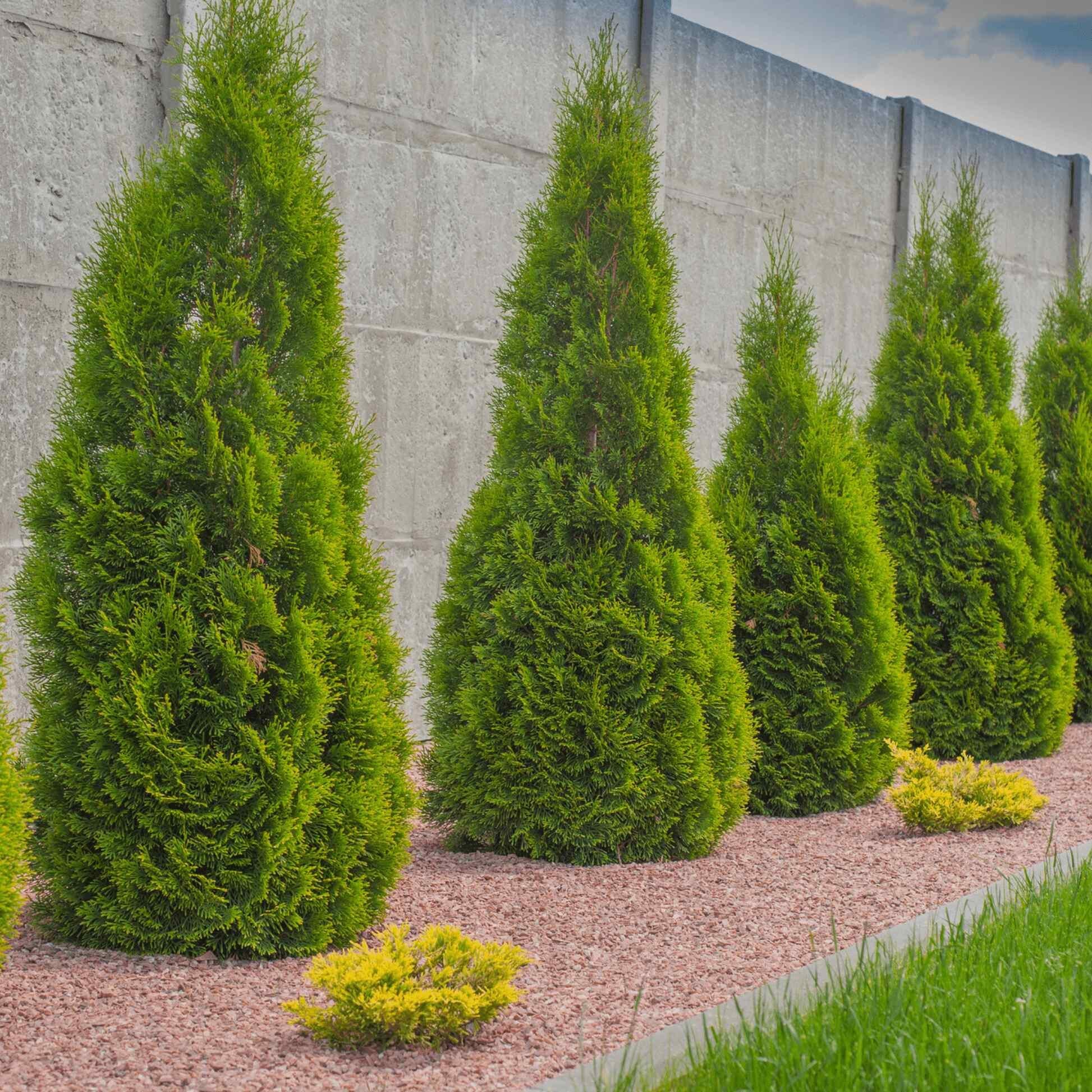 Thuja Occidentalis 'emerald Green' - View 32 from www redcrocus com