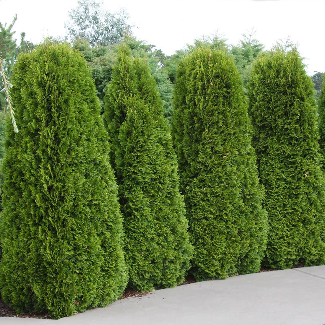 Thuja Occidentalis 'emerald Green' - View 34 from www redcrocus com