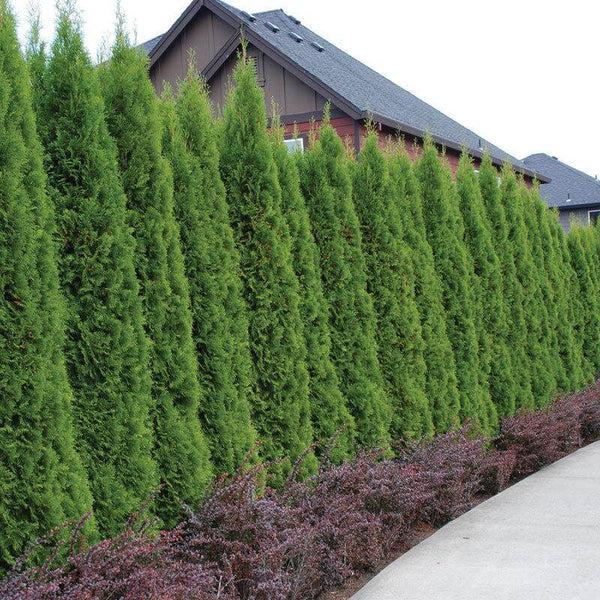 Thuja Occidentalis 'emerald Green' - View 36 from www redcrocus com