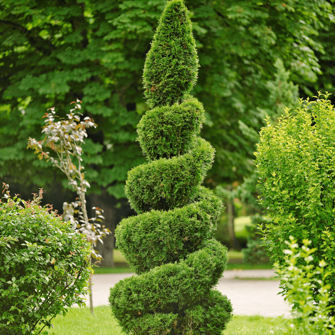 Thuja Occidentalis 'emerald Green' - View 7 from www redcrocus com