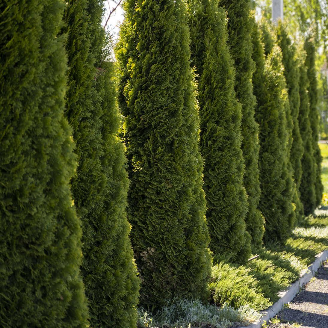 Thuja Occidentalis 'emerald Green' - View 8 from www redcrocus com