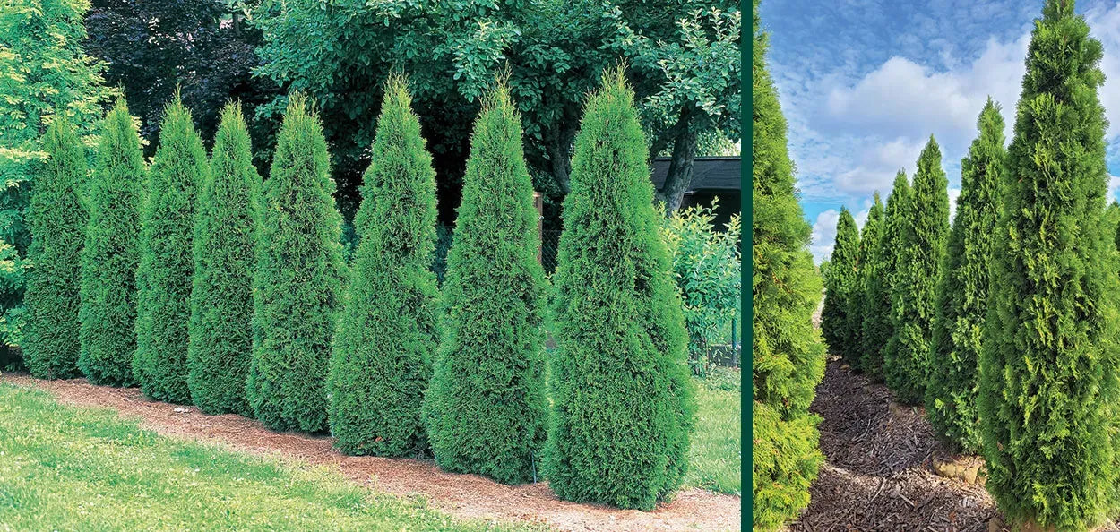 Thuja Occidentalis 'emerald Green' - View 9 from www redcrocus com