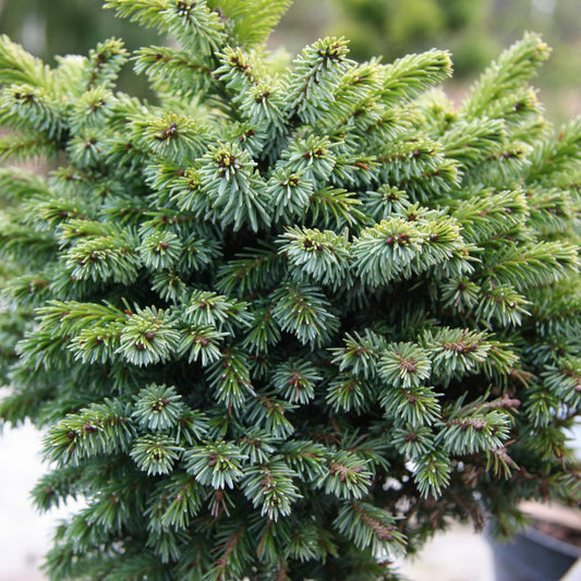 Picea Omorika - View 10 from www redcrocus com