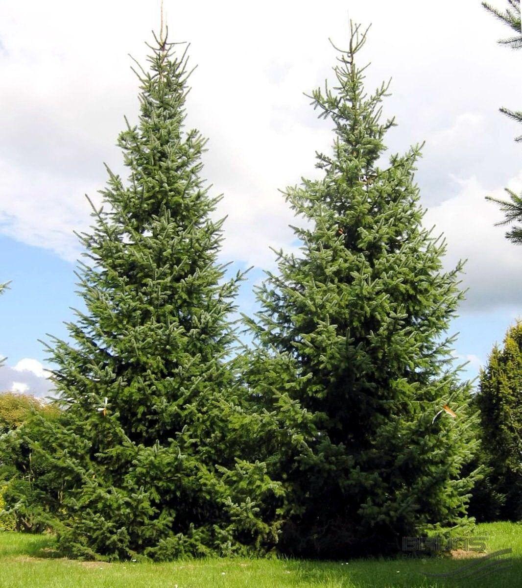 Picea Omorika - View 12 from www redcrocus com