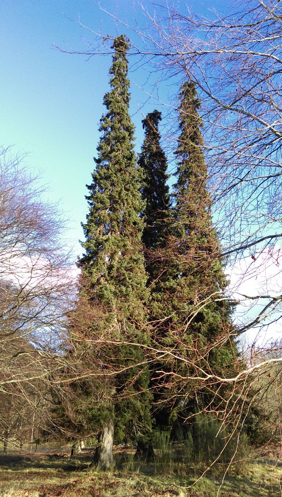 Picea Omorika - View 18 from www redcrocus com
