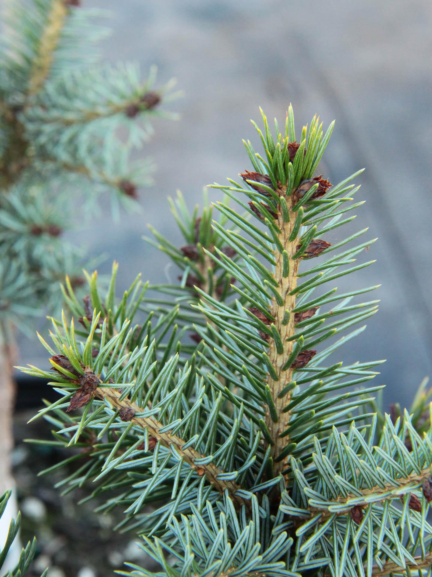 Picea Omorika - View 19 from www redcrocus com
