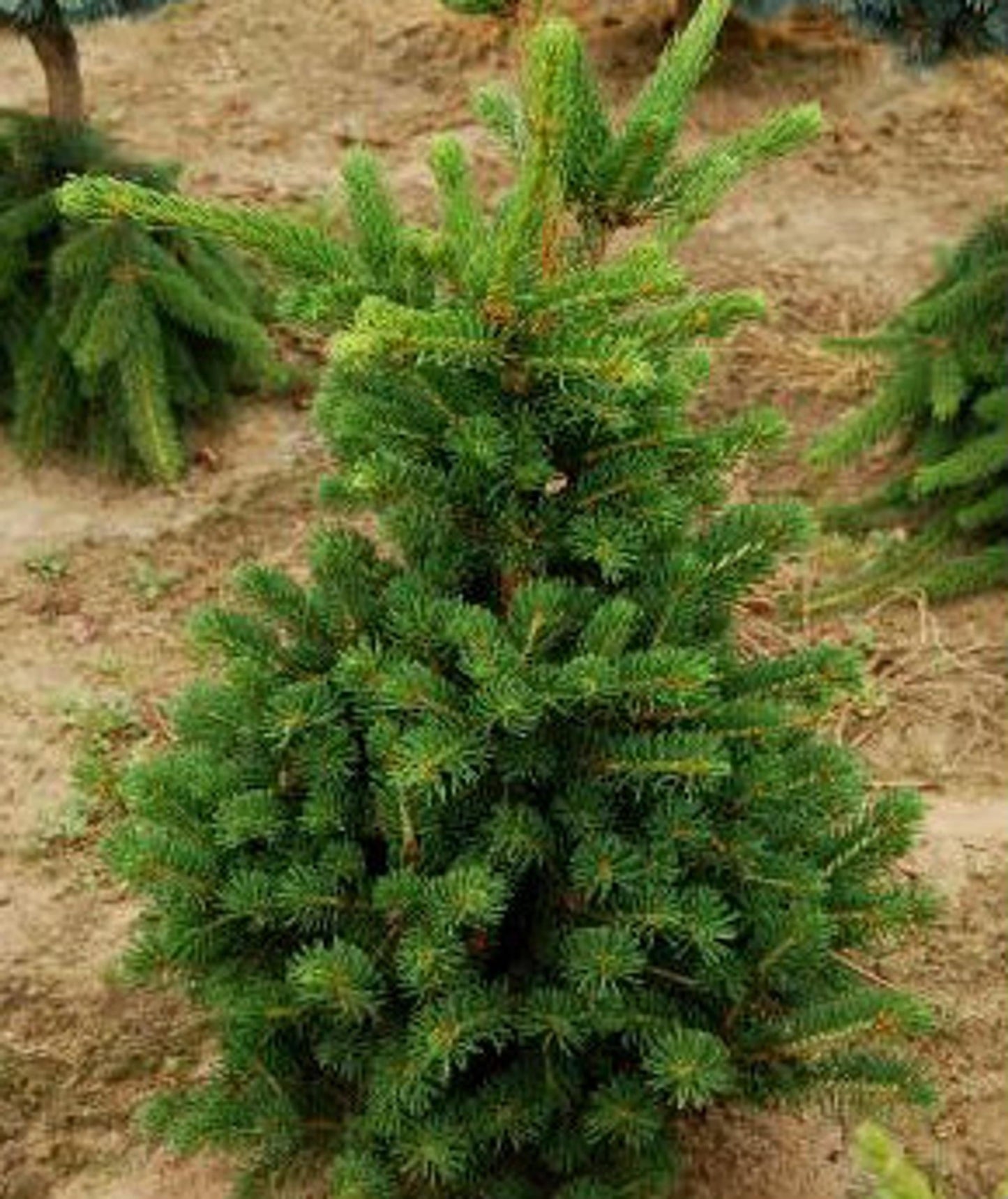 Picea Abies - View 14 from www redcrocus com