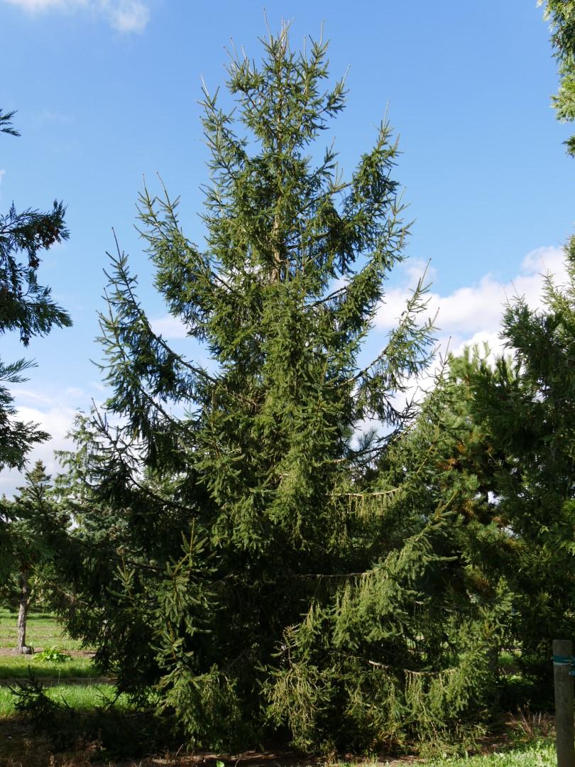 Picea Abies - View 16 from www redcrocus com