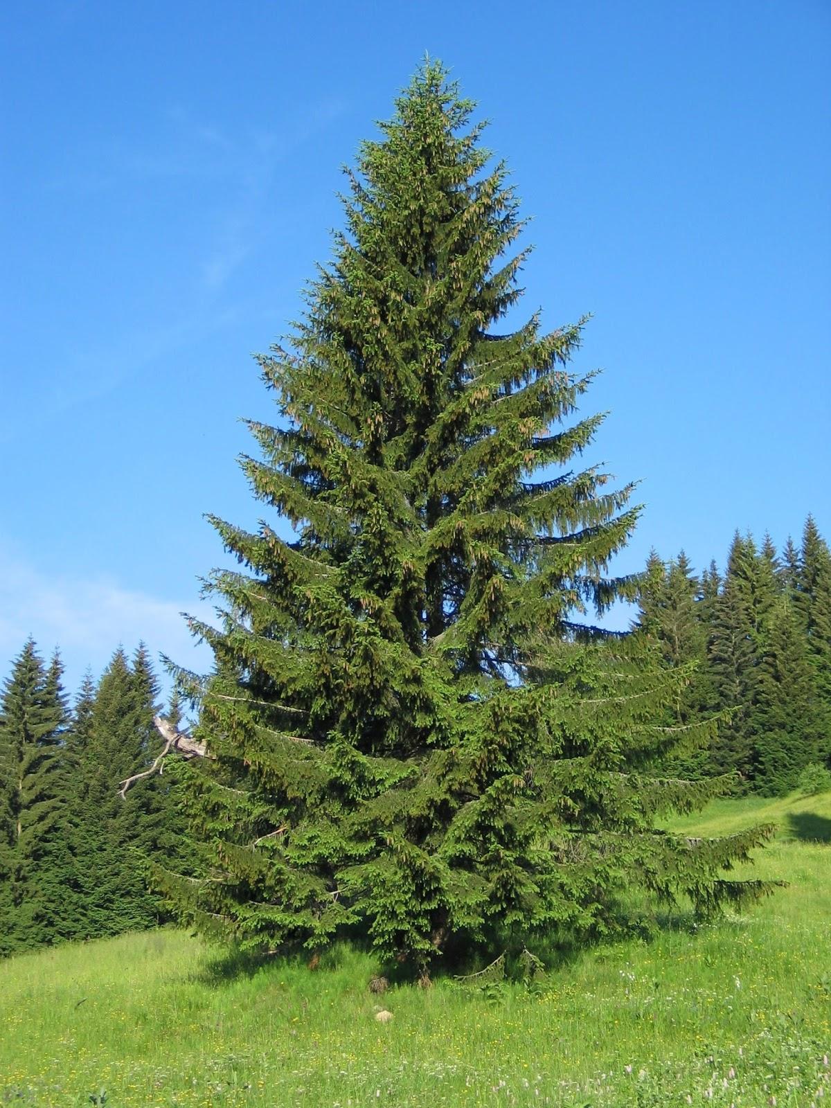 Picea Abies - View 17 from www redcrocus com