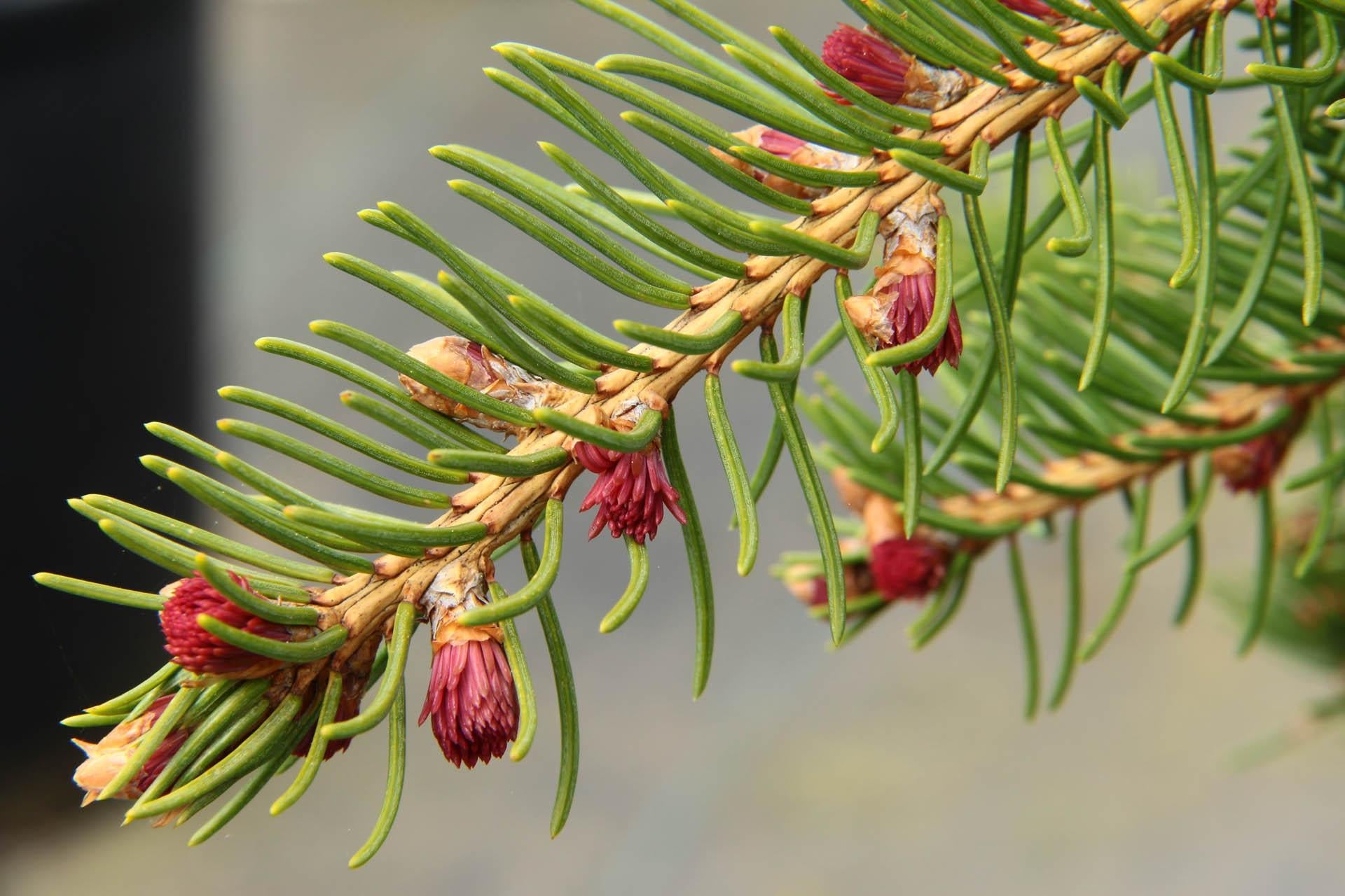 Picea Abies - View 6 from www redcrocus com
