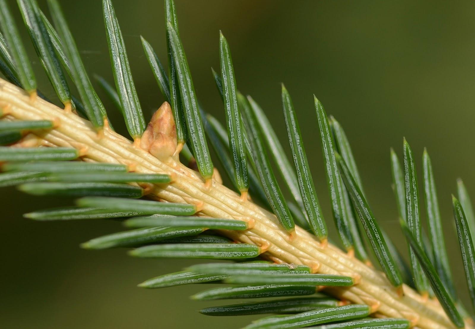 Picea Abies - View 7 from www redcrocus com