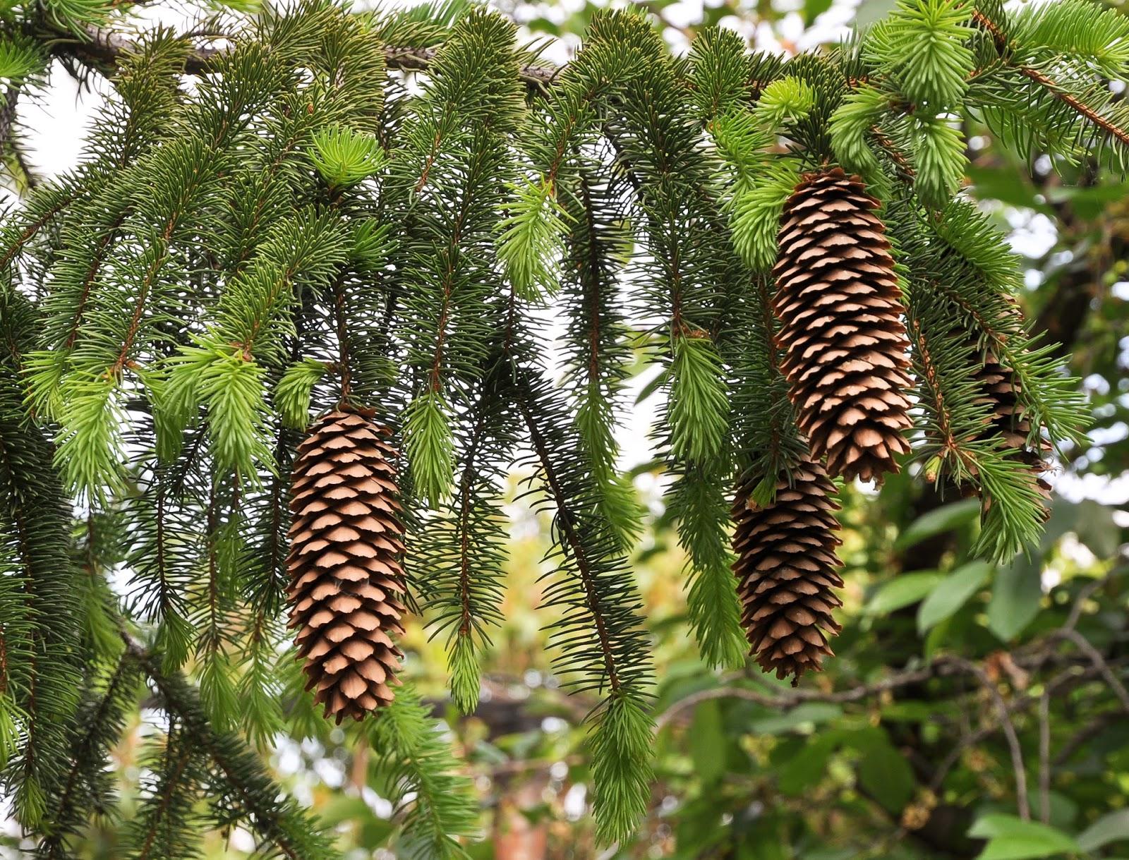Picea Abies - View 9 from www redcrocus com