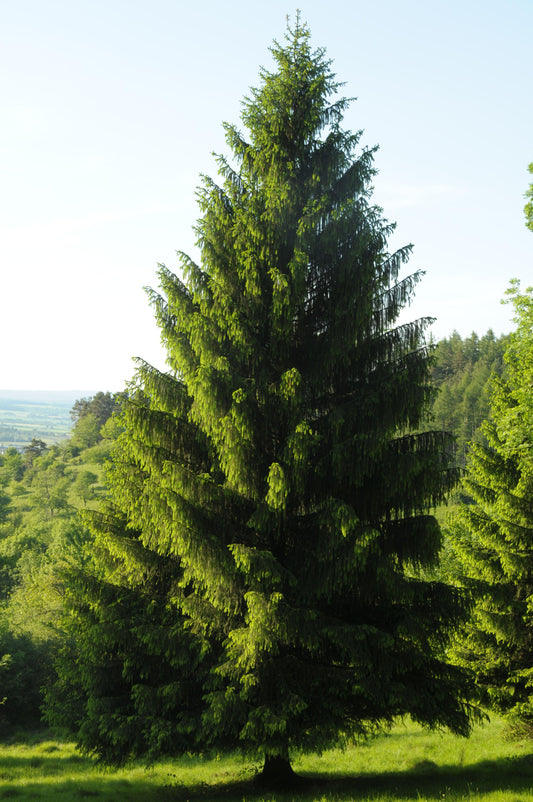 Picea Abies - View 11 from www redcrocus com