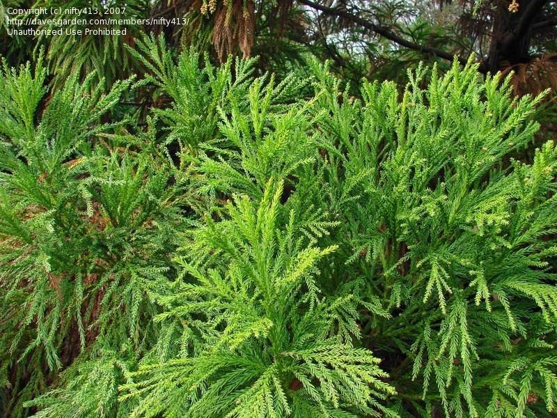 Cryptomeria Japonica Yoshino - View 12 from www redcrocus com