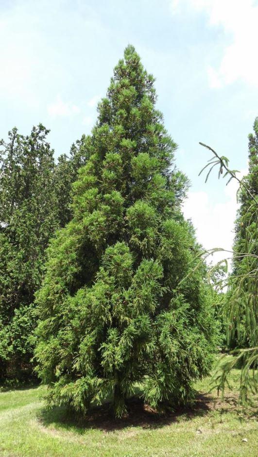 Cryptomeria Japonica Yoshino - View 1 from www redcrocus com