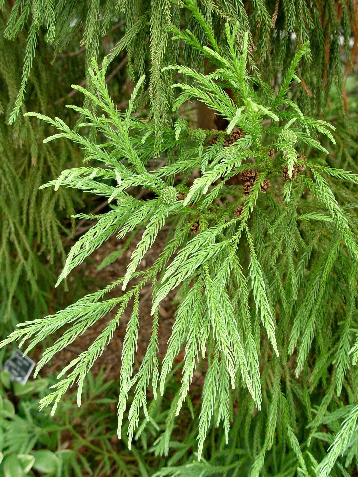 Cryptomeria Japonica Yoshino - View 8 from www redcrocus com