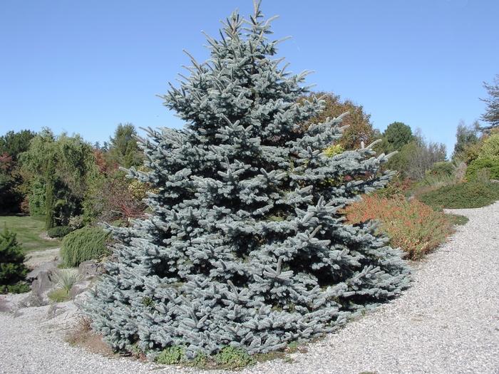 Picea Pungens 'hoopsii' - View 10 from www redcrocus com