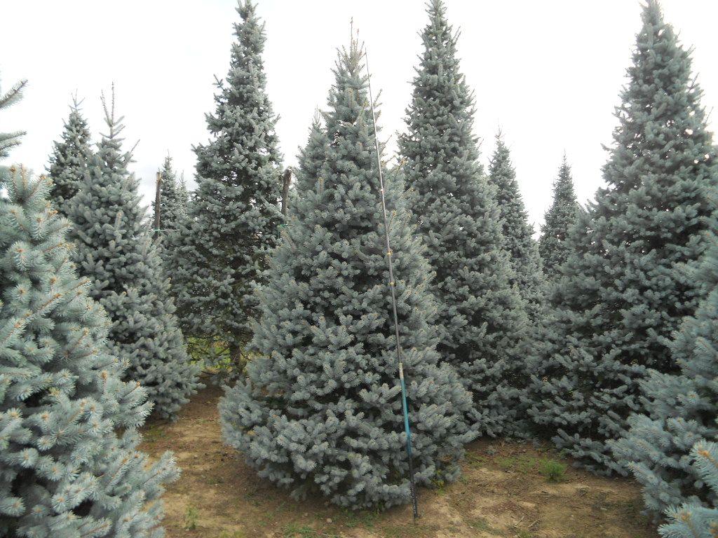 Picea Pungens 'hoopsii' - View 16 from www redcrocus com