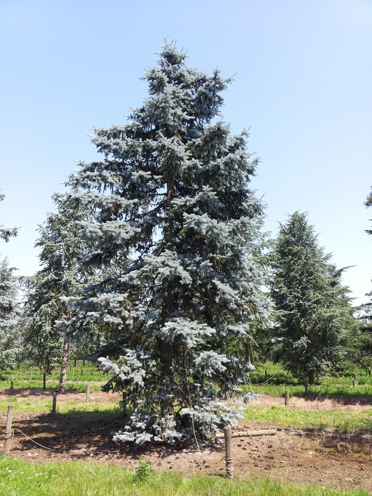 Picea Pungens 'hoopsii' - View 19 from www redcrocus com