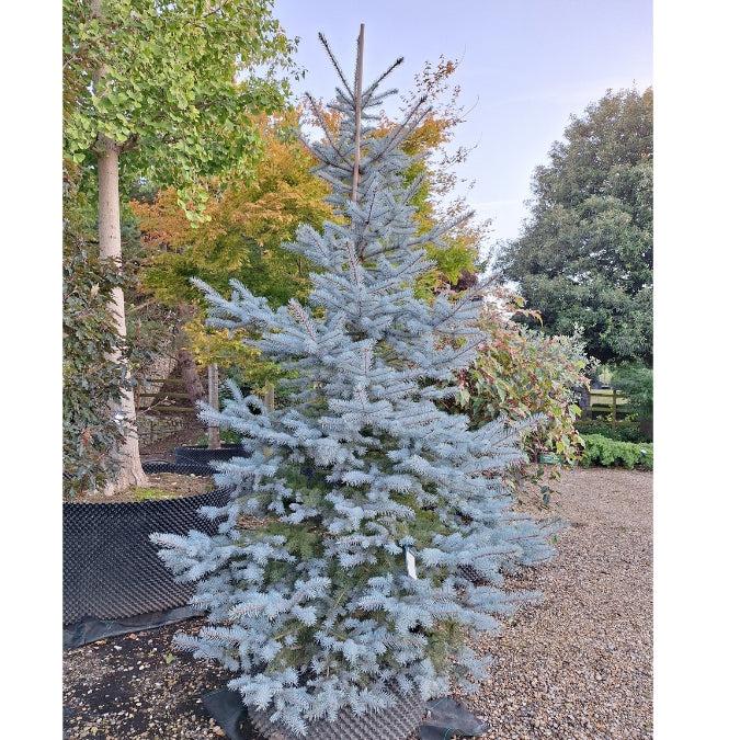 Picea Pungens 'hoopsii' - View 20 from www redcrocus com