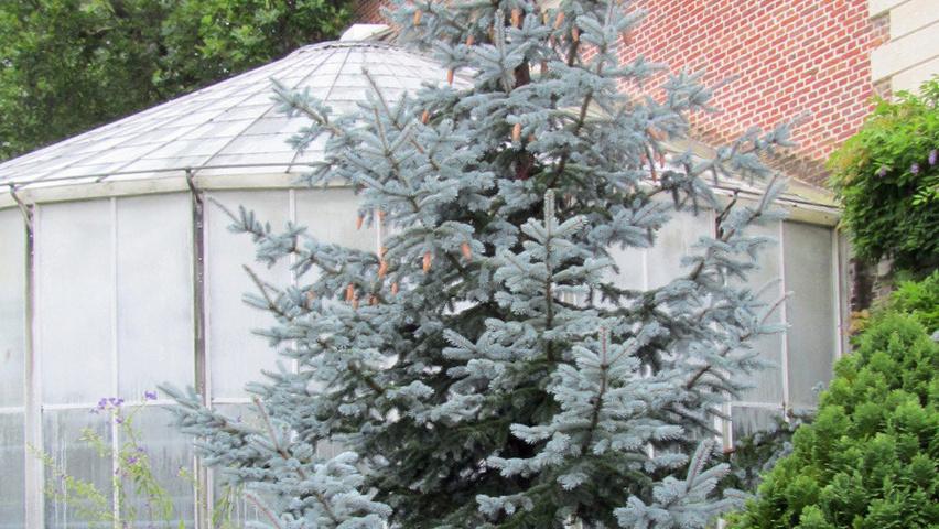 Picea Pungens 'hoopsii' - View 21 from www redcrocus com