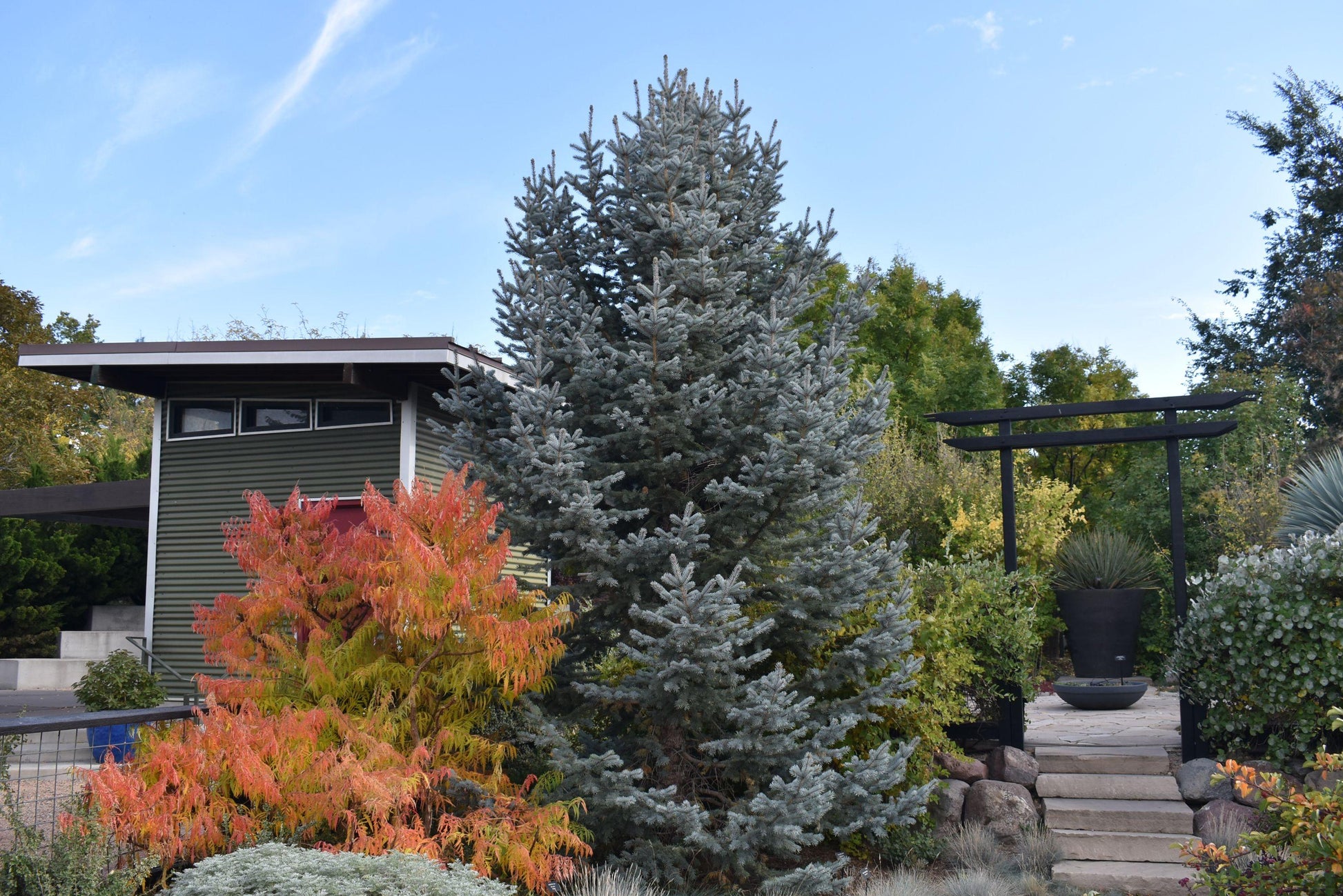 Picea Pungens 'hoopsii' - View 25 from www redcrocus com