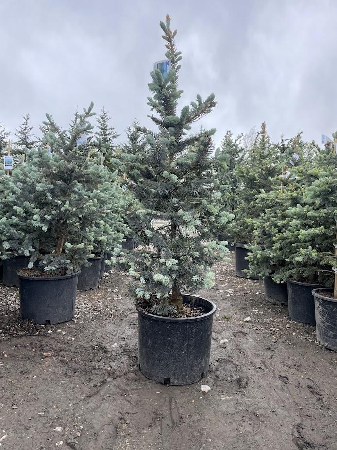 Picea Pungens 'hoopsii' - View 27 from www redcrocus com