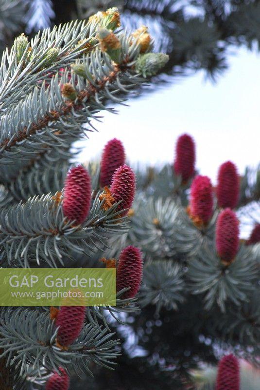 Picea Pungens 'hoopsii' - View 29 from www redcrocus com