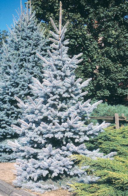 Picea Pungens 'hoopsii' - View 2 from www redcrocus com