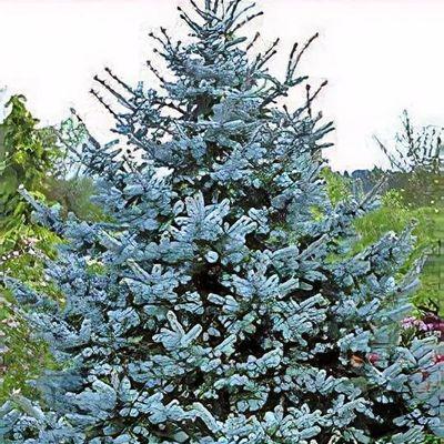 Picea Pungens 'hoopsii' - View 33 from www redcrocus com