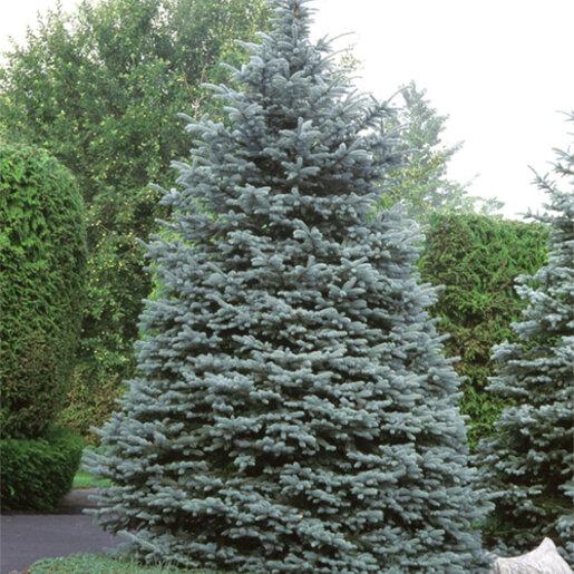 Picea Pungens 'hoopsii' - View 36 from www redcrocus com