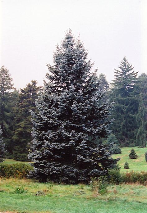 Picea Pungens 'hoopsii' - View 37 from www redcrocus com
