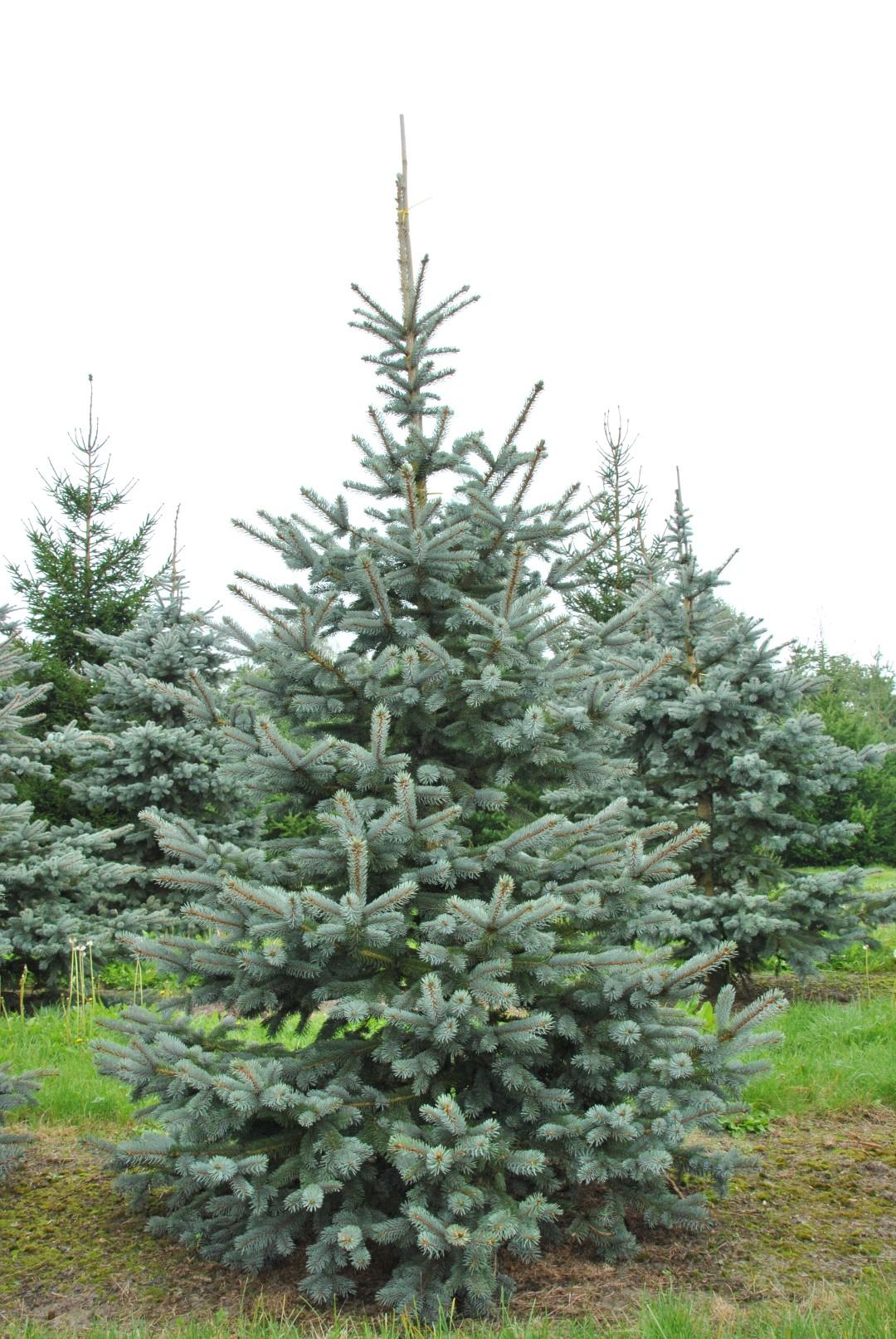 Picea Pungens 'hoopsii' - View 4 from www redcrocus com