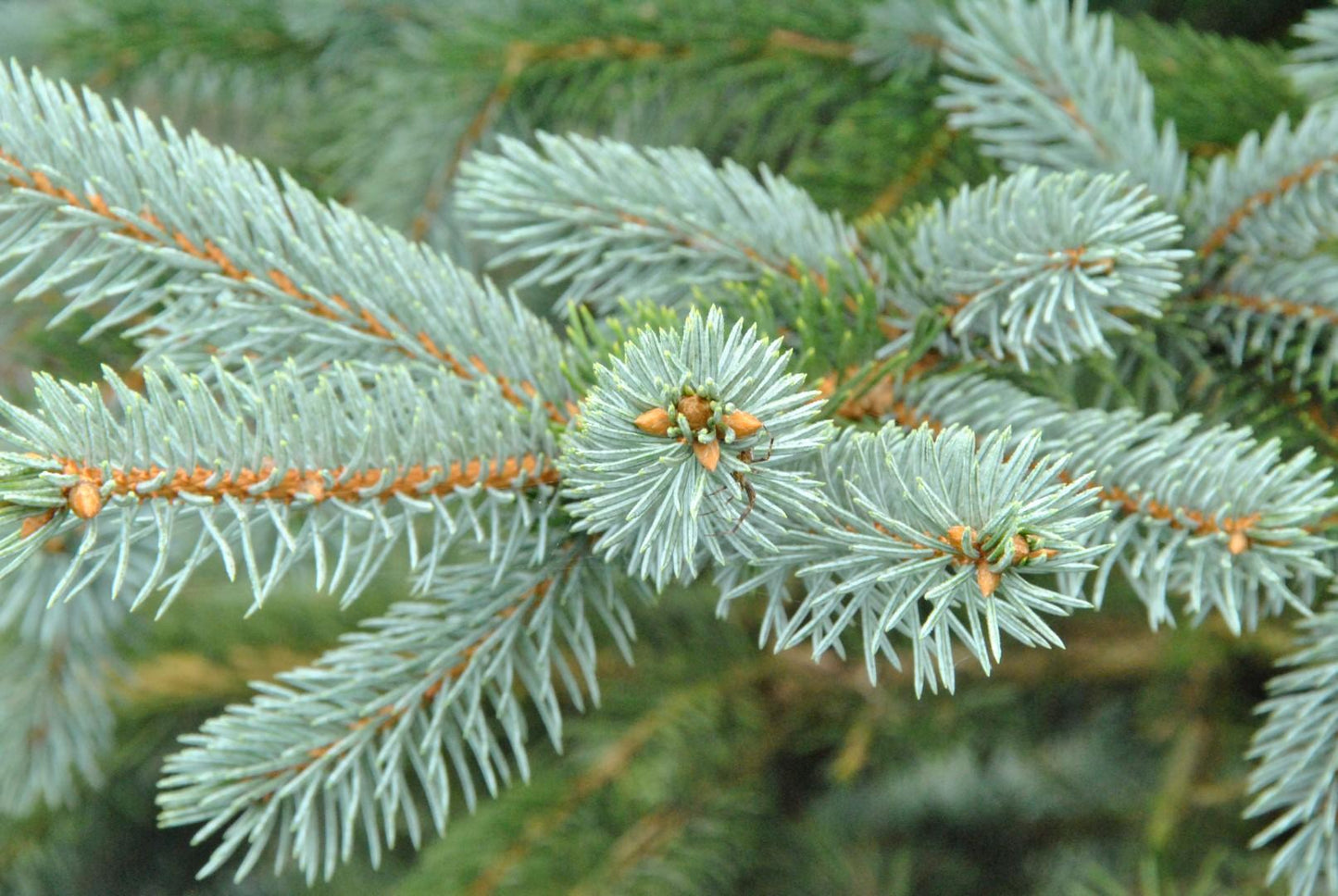 Picea Pungens 'hoopsii' - View 8 from www redcrocus com