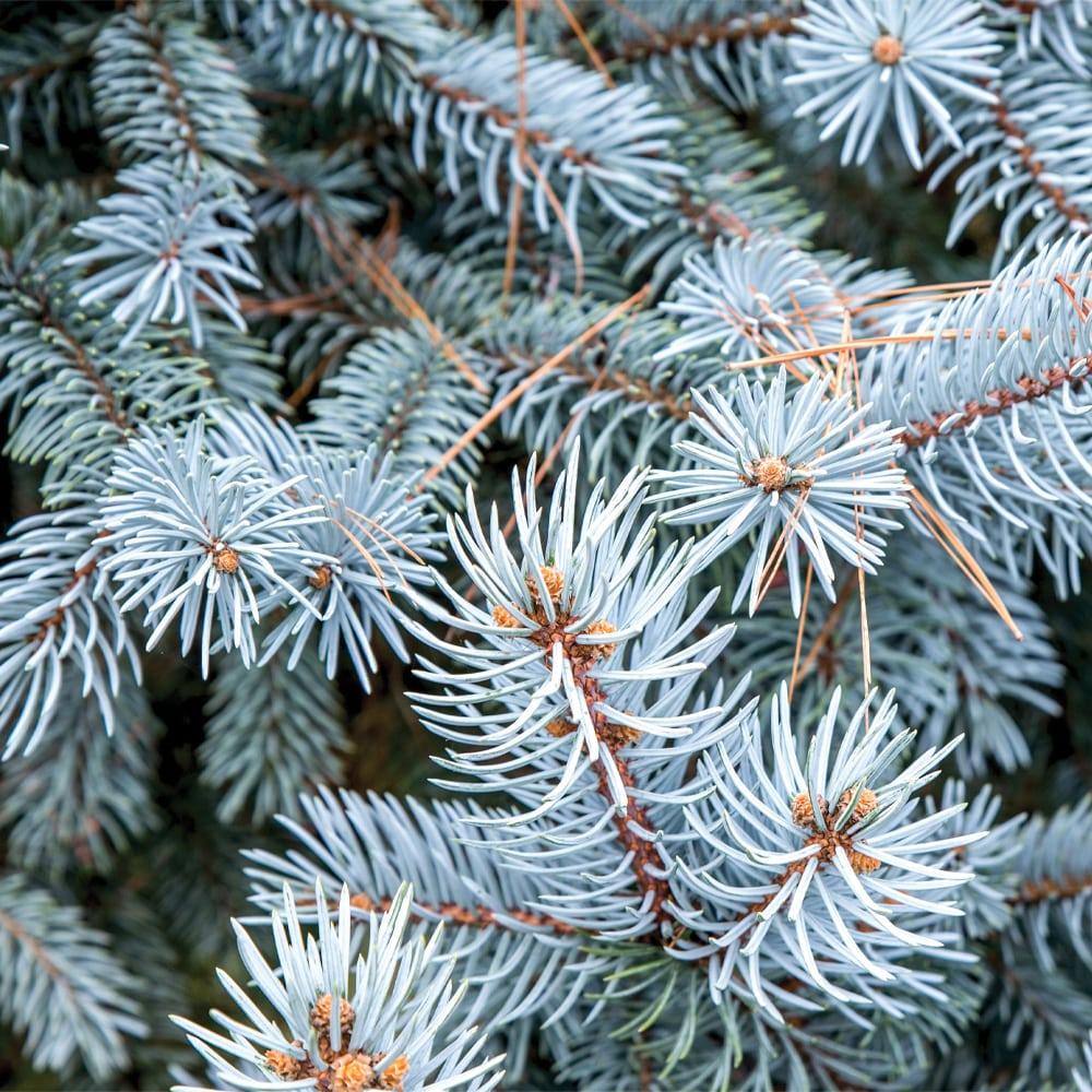 Picea Pungens Glauca - View 11 from www redcrocus com