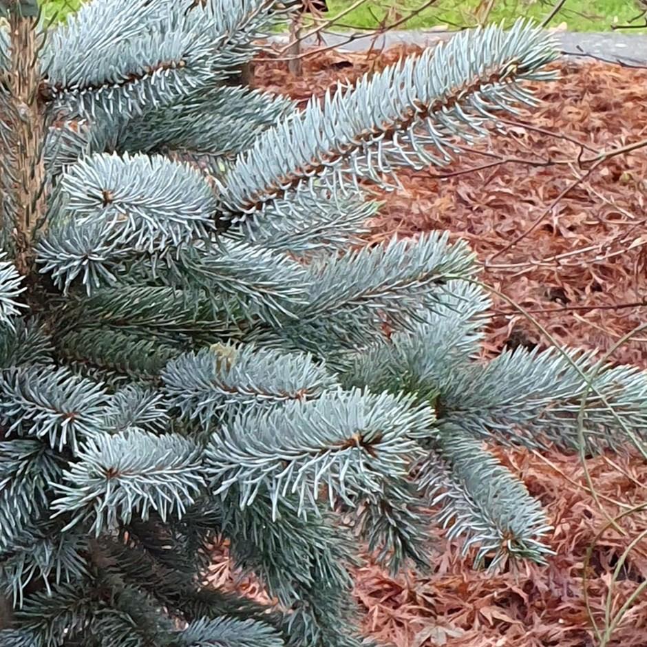 Picea Pungens Glauca - View 13 from www redcrocus com