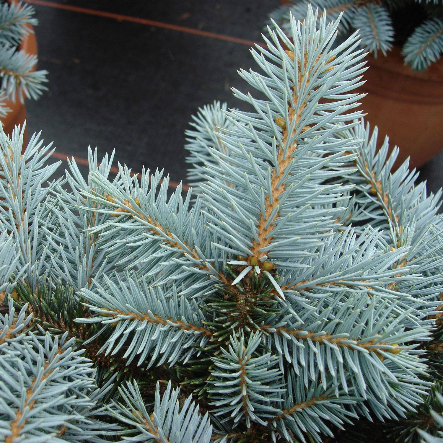 Picea Pungens Glauca - View 17 from www redcrocus com