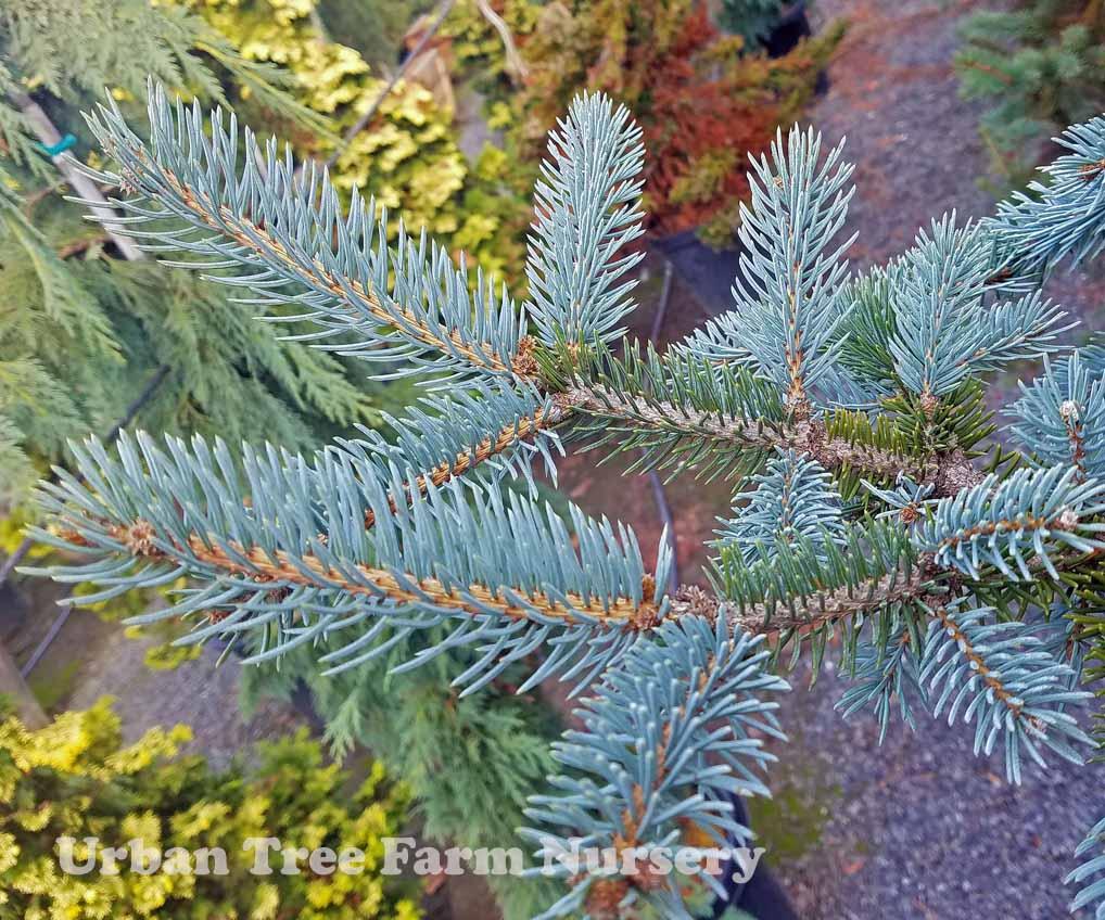 Picea Pungens Glauca - View 18 from www redcrocus com