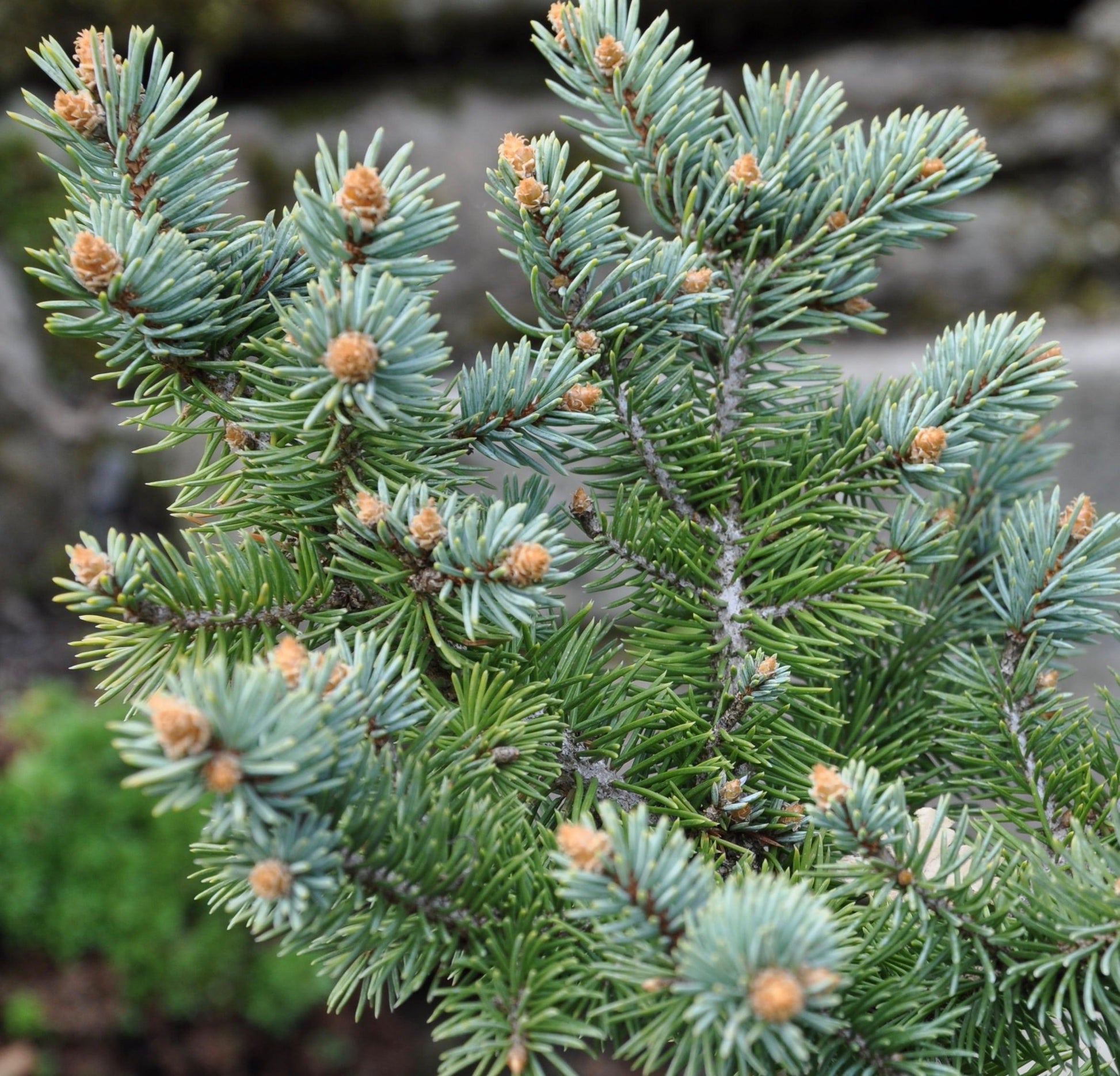 Picea Pungens Glauca - View 6 from www redcrocus com