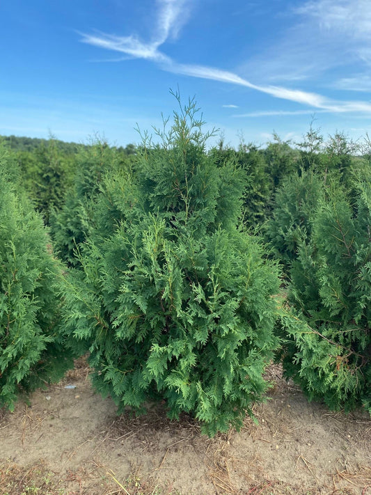 Thuja Occidentalis Nigra - View 1 from www redcrocus com